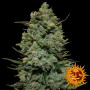 COOKIES KUSH Feminised семена конопли: фото, характеристики, отзывы, описание