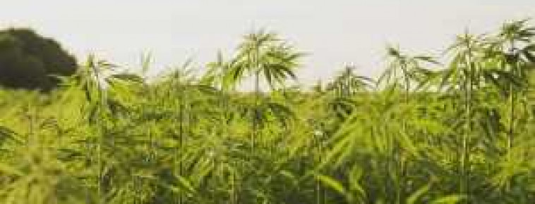 ВЫРАЩИВАНИЕ КОНОПЛИ НА ОТКРЫТОМ ГРУНТЕ