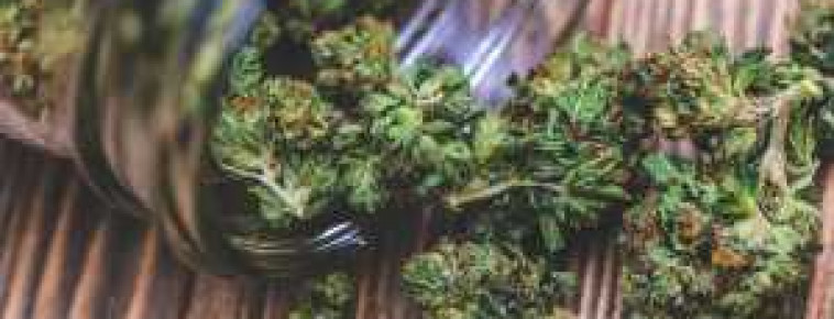 КАК ВЫРАЩИВАТЬ САТИВУ?