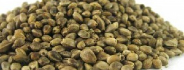 КАКИЕ ПОЛЕЗНЫЕ СВОЙСТВА СЕМЯН КОНОПЛИ?