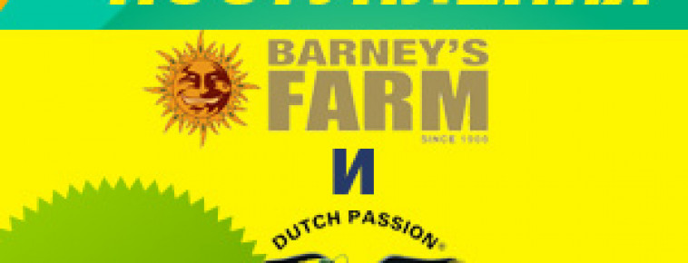 НОВЫЕ ПОСТУПЛЕНИЯ ТОПОВЫХ СИДБАНКОВ