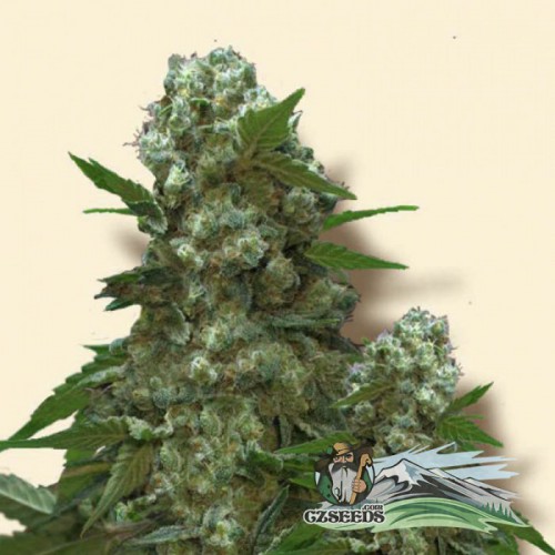 AK-47CZ Feminised насіння конопель: фото, характеристики, відгуки, опис