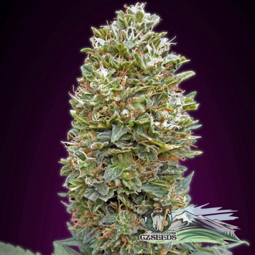 Auto Bubble Gum Feminised насіння конопель: фото, характеристики, відгуки, опис Auto Bubble Gum Feminised насіння конопель: фото, характеристики, відгуки, опис