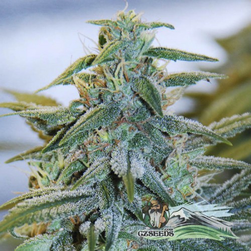 Auto Mazar Feminised семена конопли: фото, характеристики, отзывы, описание