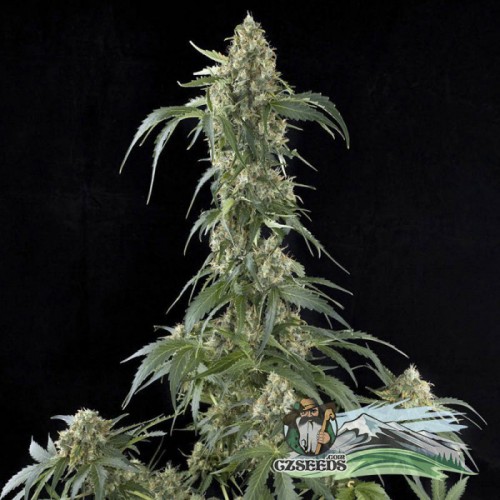 Auto White Widow Feminised насіння конопель: фото, характеристики, відгуки, опис