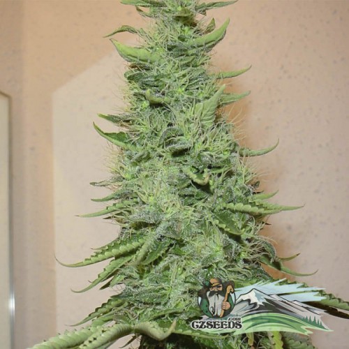 Big Bud Feminised семена конопли: фото, характеристики, отзывы, описание Big Bud Feminised семена конопли: фото, характеристики, отзывы, описание