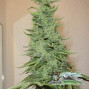 Big Bud Feminised семена конопли: фото, характеристики, отзывы, описание Big Bud Feminised семена конопли: фото, характеристики, отзывы, описание