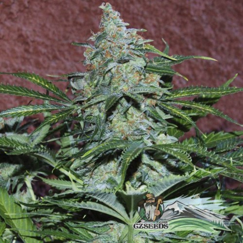 Auto Amnesia Feminised семена конопли: фото, характеристики, отзывы, описание Auto Amnesia Feminised семена конопли: фото, характеристики, отзывы, описание