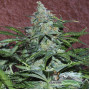 Auto Amnesia Feminised семена конопли: фото, характеристики, отзывы, описание Auto Amnesia Feminised семена конопли: фото, характеристики, отзывы, описание