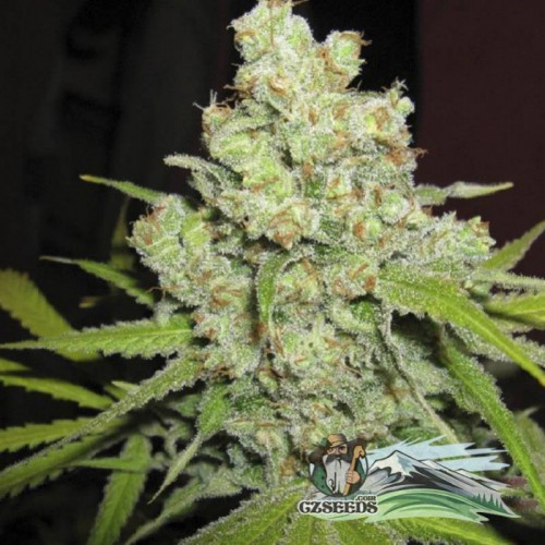 Auto Big Bud Feminised насіння конопель: фото, характеристики, відгуки, опис Auto Big Bud Feminised насіння конопель: фото, характеристики, відгуки, опис