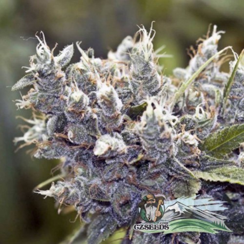 Bubble Gum Feminised семена конопли: фото, характеристики, отзывы, описание