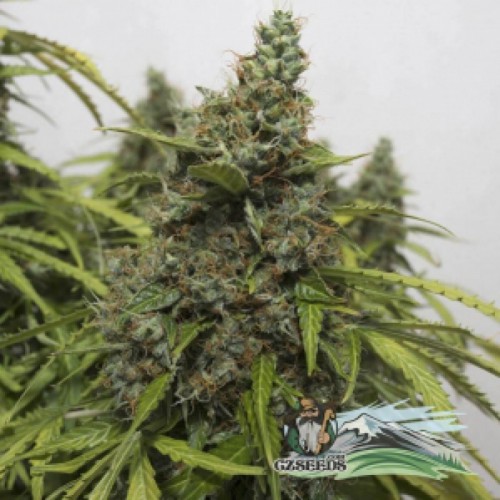 Mazar Feminised семена конопли: фото, характеристики, отзывы, описание