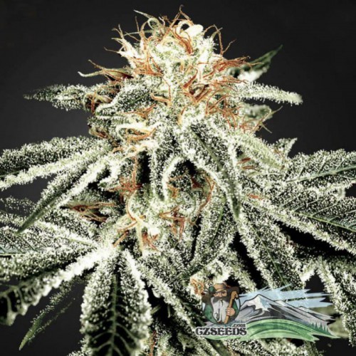 White Widow Feminised семена конопли: фото, характеристики, отзывы, описание White Widow Feminised семена конопли: фото, характеристики, отзывы, описание