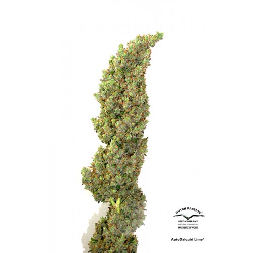 Auto Daiquiri Lime feminised семена конопли: фото, характеристики, отзывы, описание