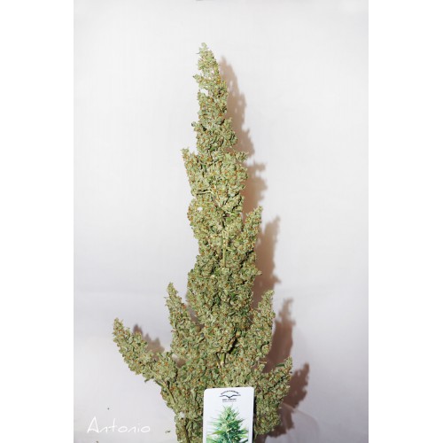 Auto Durban Poison feminised насіння конопель: фото, характеристики, відгуки, опис