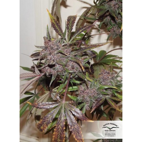 Auto Blackberry Kush feminised насіння конопель: фото, характеристики, відгуки, опис