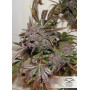 Auto Blackberry Kush feminised насіння конопель: фото, характеристики, відгуки, опис