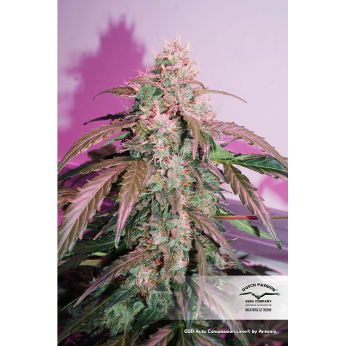 CBD Auto Compassion Lime feminised насіння конопель: фото, характеристики, відгуки, опис CBD Auto Compassion Lime feminised насіння конопель: фото, характеристики, відгуки, опис