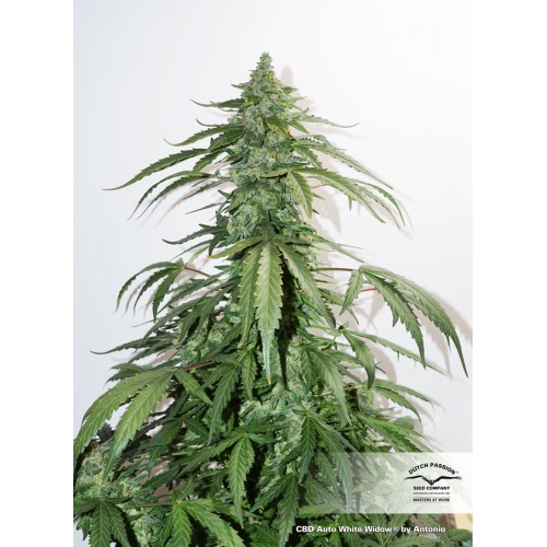 CBD Auto White Widow feminised семена конопли: фото, характеристики, отзывы, описание