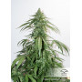 CBD Auto White Widow feminised семена конопли: фото, характеристики, отзывы, описание