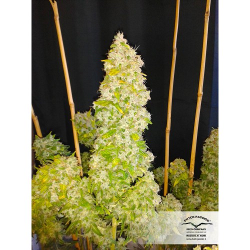 Auto Euforia feminised насіння конопель: фото, характеристики, відгуки, опис