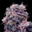 Auto Blueberry