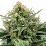 Auto Jack Herer насіння конопель: фото, характеристики, відгуки, опис