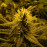 Auto Lemon Skunk Feminised