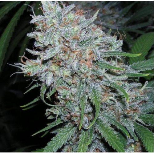 Auto Amnesia Haze семена конопли: фото, характеристики, отзывы, описание Auto Amnesia Haze семена конопли: фото, характеристики, отзывы, описание