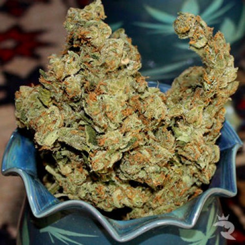 Auto Amnesia Feminised насіння конопель: фото, характеристики, відгуки, опис