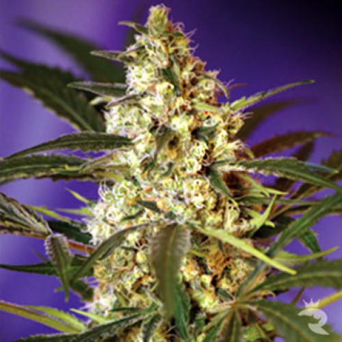 Auto Black Jack насіння конопель: фото, характеристики, відгуки, опис