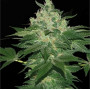 Auto Hindu Kush насіння конопель: фото, характеристики, відгуки, опис Auto Hindu Kush насіння конопель: фото, характеристики, відгуки, опис