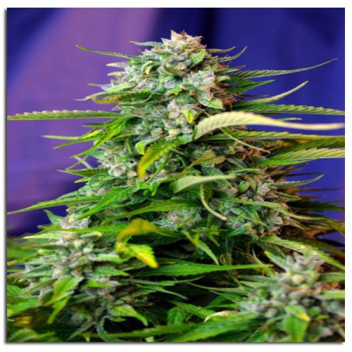 Auto Jack 47  семена конопли: фото, характеристики, отзывы, описание Auto Jack 47  семена конопли: фото, характеристики, отзывы, описание