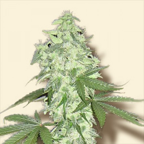 Lowryder №2  семена конопли: фото, характеристики, отзывы, описание Lowryder №2  семена конопли: фото, характеристики, отзывы, описание