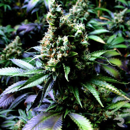 Auto New York Diesel Feminised насіння конопель: фото, характеристики, відгуки, опис