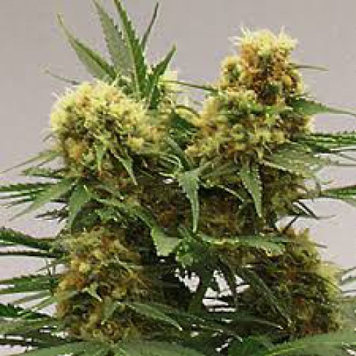Auto Skunk #1 семена конопли: фото, характеристики, отзывы, описание Auto Skunk #1 семена конопли: фото, характеристики, отзывы, описание