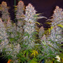 Auto Sweet Cheese Feminised насіння конопель: фото, характеристики, відгуки, опис Auto Sweet Cheese Feminised насіння конопель: фото, характеристики, відгуки, опис