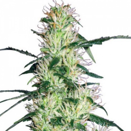 Early Durban насіння конопель: фото, характеристики, відгуки, опис Early Durban насіння конопель: фото, характеристики, відгуки, опис