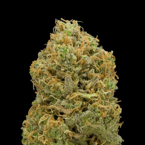 Early Skunk насіння конопель: фото, характеристики, відгуки, опис