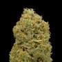 Early Skunk насіння конопель: фото, характеристики, відгуки, опис