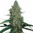 G13 Haze Feminised