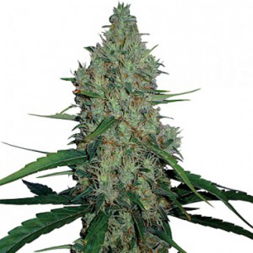 G13 Haze семена конопли: фото, характеристики, отзывы, описание G13 Haze семена конопли: фото, характеристики, отзывы, описание