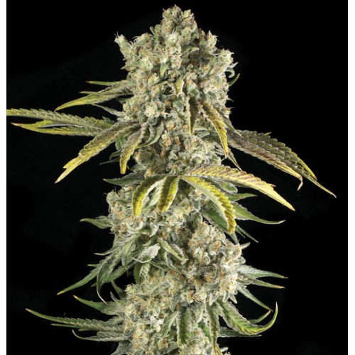 Hindu Kush Feminised насіння конопель: фото, характеристики, відгуки, опис
