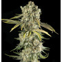 Hindu Kush Feminised насіння конопель: фото, характеристики, відгуки, опис