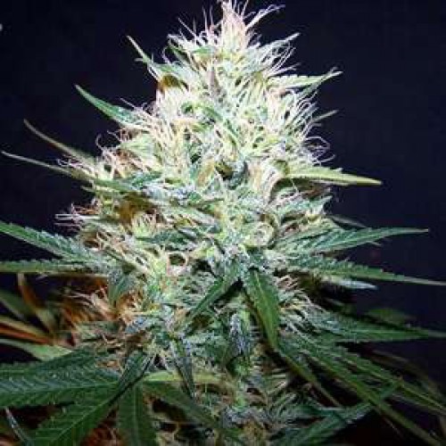 Jack 47  семена конопли: фото, характеристики, отзывы, описание Jack 47  семена конопли: фото, характеристики, отзывы, описание