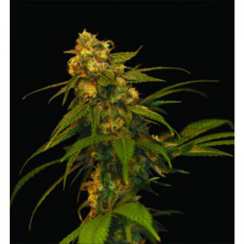 Lemon Kush семена конопли: фото, характеристики, отзывы, описание