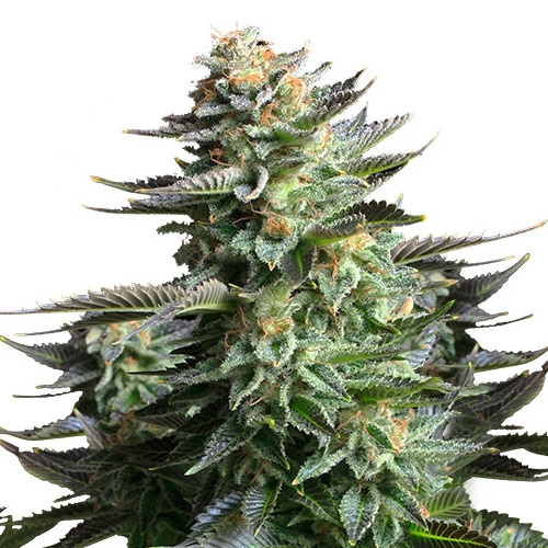 Silver Haze  Feminised семена конопли: фото, характеристики, отзывы, описание