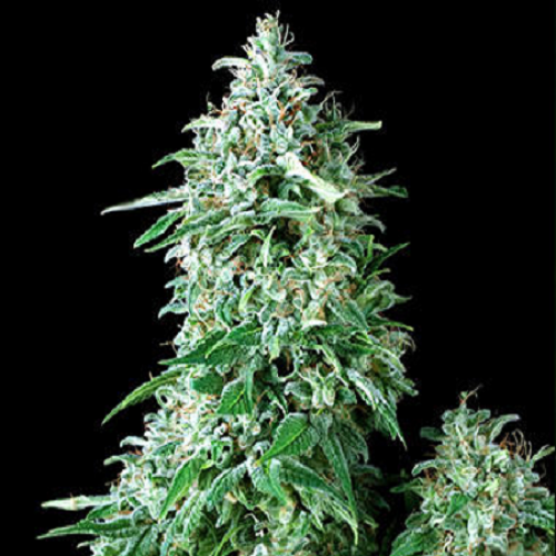 Wembley насіння конопель: фото, характеристики, відгуки, опис