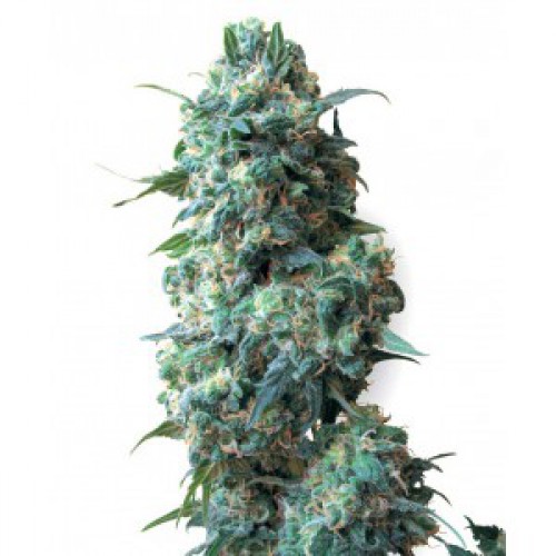 Afghan Kush семена конопли: фото, характеристики, отзывы, описание