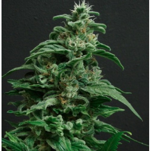 Black Widow семена конопли: фото, характеристики, отзывы, описание